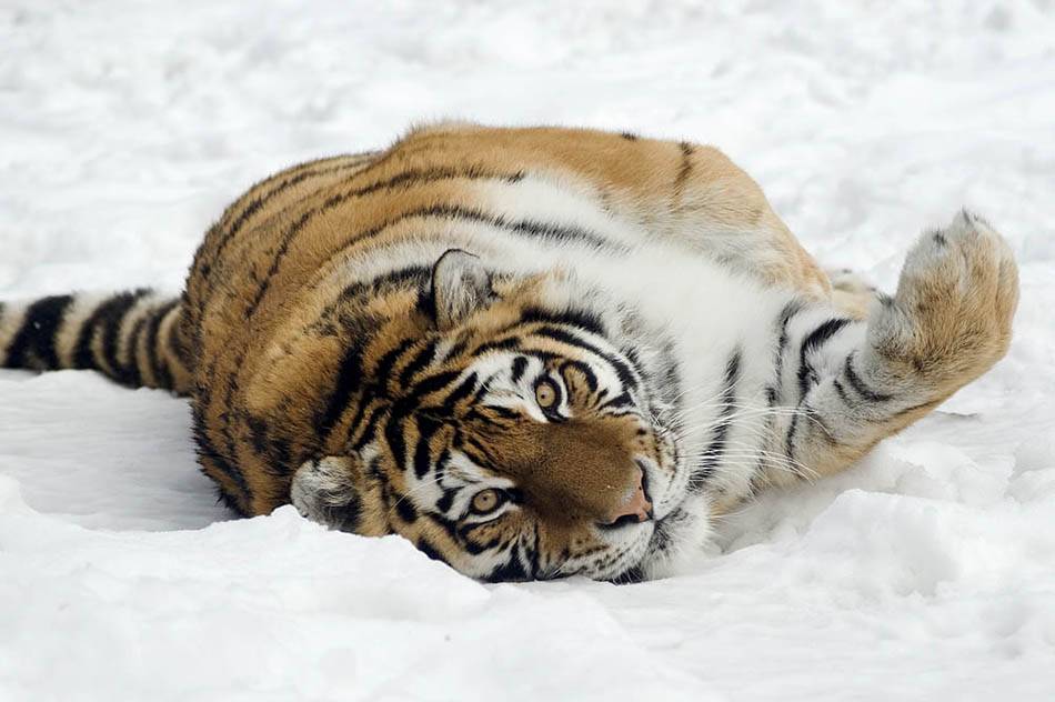 Krakowskie zoo w zimowej odsłonie